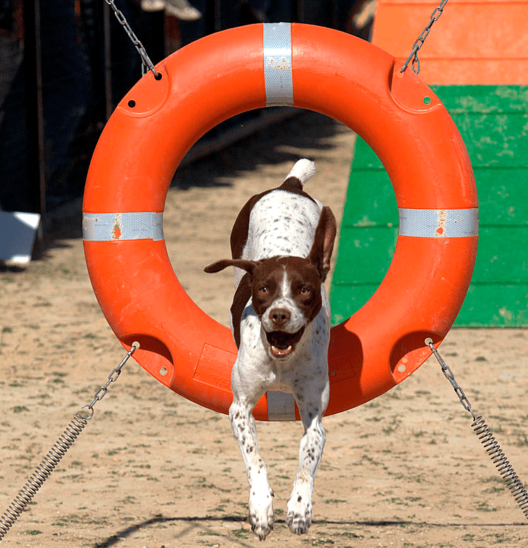 agility