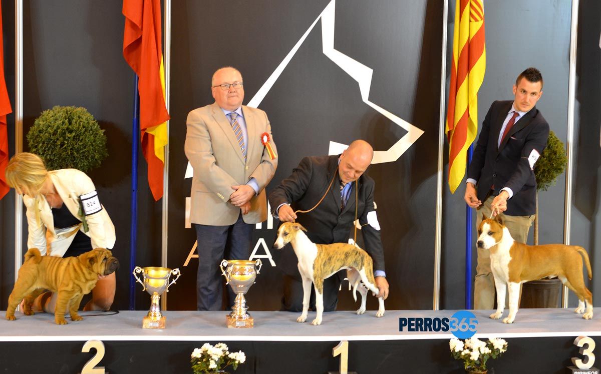 BIS Muy Cachorros, Sábado