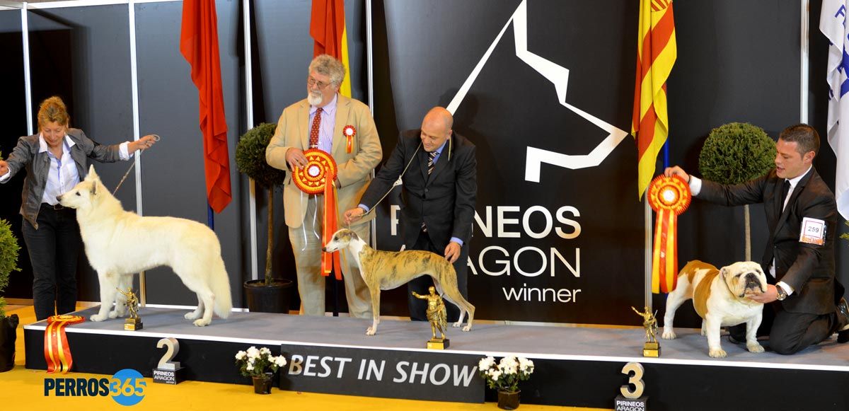 BIS Absoluto Exposición Nacional Canina "Aragón Winner 2016"