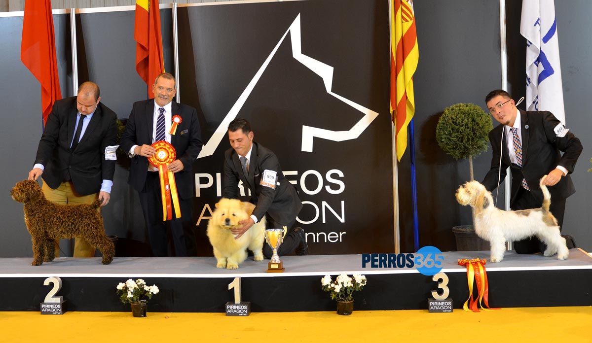 BIS Cachorros, Sábado